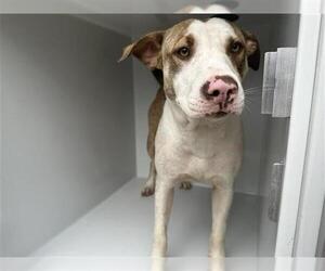 American Pit Bull Terrier-Unknown Mix Dogs for adoption in Houston, TX, USA