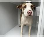 Small American Pit Bull Terrier Mix
