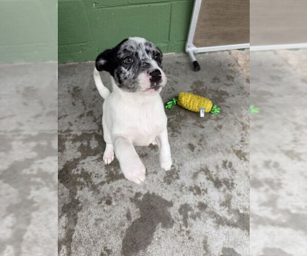 Medium Photo #1 Catahoula Leopard Dog-Unknown Mix Puppy For Sale in Elmsford, NY, USA