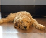 Small Photo #13 Goldendoodle Puppy For Sale in BEMIDJI, MN, USA