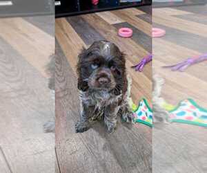 Cocker Spaniel Puppy for sale in HILTON, NY, USA