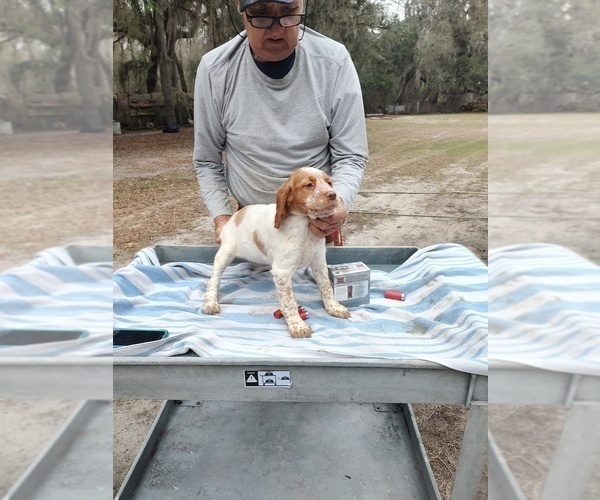 Medium Photo #15 Brittany Puppy For Sale in FORT MC COY, FL, USA