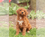 Small Photo #2 Goldendoodle (Miniature) Puppy For Sale in KILLINGER, PA, USA