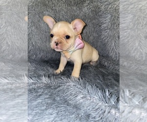 Faux Frenchbo Bulldog Puppy for sale in BEECH GROVE, IN, USA