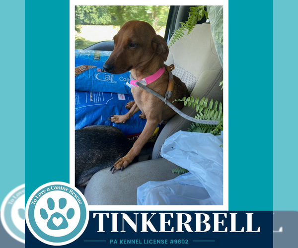 Medium Photo #3 Chiweenie Puppy For Sale in Kimberton, PA, USA