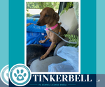 Small #2 Chiweenie