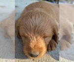 Small #11 Labradoodle