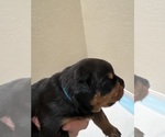 Small #8 Rottweiler