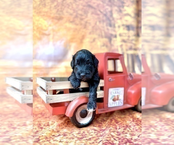 Medium Photo #11 Goldendoodle (Miniature) Puppy For Sale in HALTOM CITY, TX, USA