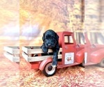 Small Photo #11 Goldendoodle (Miniature) Puppy For Sale in HALTOM CITY, TX, USA