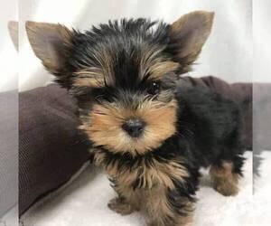 Yorkshire Terrier Puppy for sale in LAKE STEVENS, WA, USA