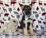 Small Photo #2 German Shepherd Dog Puppy For Sale in LANCASTER, PA, USA