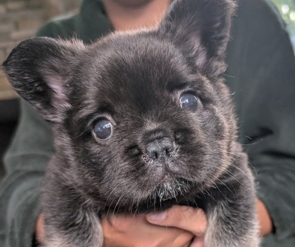 Medium Photo #1 French Bulldog Puppy For Sale in MOUNT JOY, PA, USA