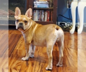 French Bulldog Puppy for Sale in DONGOLA, Illinois USA