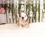 Small Photo #4 Bulldog Puppy For Sale in WARSAW, IN, USA
