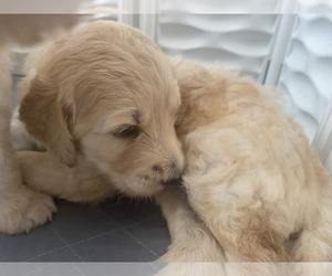 Goldendoodle Puppy for sale in YORK, SC, USA