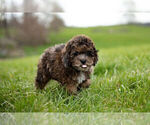 Small Photo #10 ShihPoo Puppy For Sale in WARSAW, IN, USA