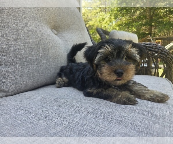 Medium Photo #23 Yorkshire Terrier Puppy For Sale in RHOADESVILLE, VA, USA