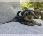 Small #22 Yorkshire Terrier