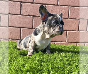 French Bulldog Puppy for sale in SAN FRANCISCO, CA, USA
