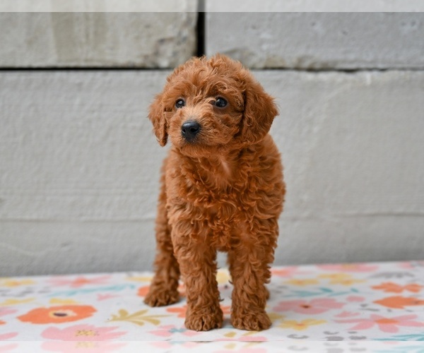 Medium Photo #1 Poodle (Miniature) Puppy For Sale in MILLERSBURG, OH, USA