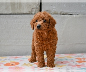 Poodle (Miniature) Puppy for sale in MILLERSBURG, OH, USA