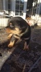 Small Photo #21 Rottweiler Puppy For Sale in RANCHO CORDOVA, CA, USA
