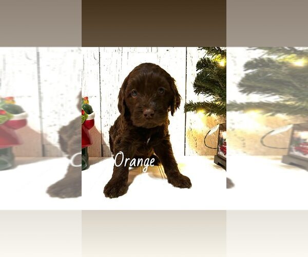 Medium Photo #2 Springerdoodle Puppy For Sale in TERRE HAUTE, IN, USA