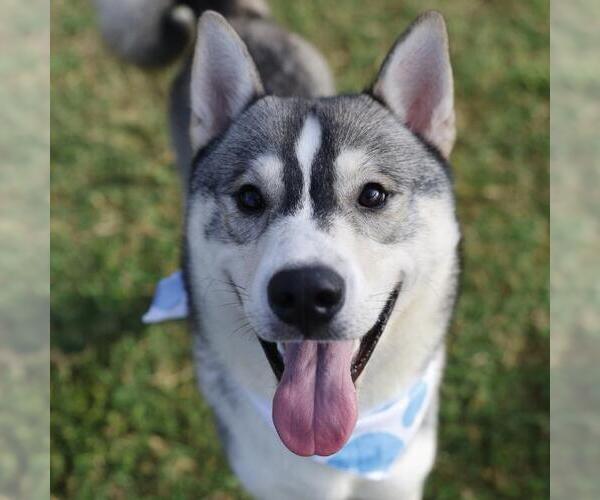 Medium Photo #1 Siberian Husky-Unknown Mix Puppy For Sale in San Antonio, TX, USA