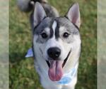 Small Siberian Husky Mix