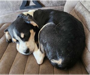 Mutt Dogs for adoption in San Bernardino , CA, USA