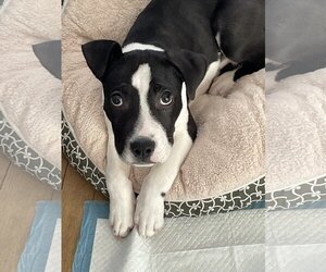 Kane - Male American Pit Bull Terrier-Unknown Mix Dog for Adoption - Photo #3