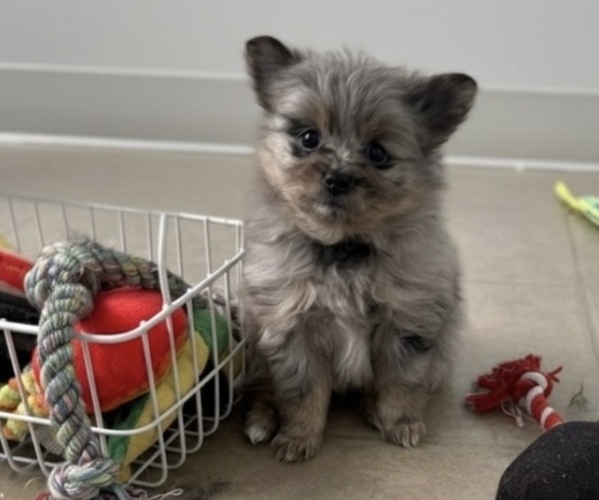 Medium Photo #1 Pomeranian Puppy For Sale in PHILADELPHIA, PA, USA