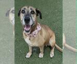 Small #1 Labrador Retriever Mix