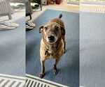Small #8 Feist Terrier Mix