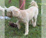 Small #1 Mutt