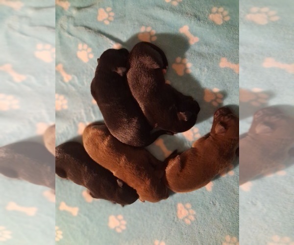 Medium Photo #5 German Malinois-Labrador Retriever Mix Puppy For Sale in FITZGERALD, GA, USA