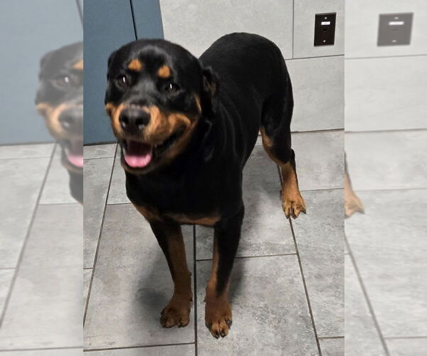 Medium Photo #4 Rottweiler Puppy For Sale in San Antonio, TX, USA