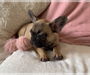 Medium French Bulldog