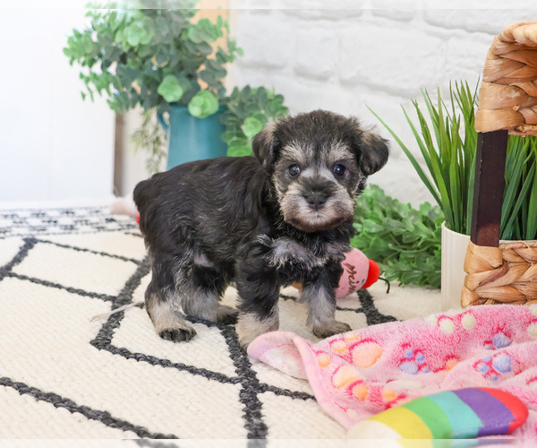 Medium Photo #2 Schnauzer (Miniature) Puppy For Sale in SYRACUSE, IN, USA