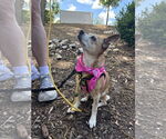Small #2 Chihuahua