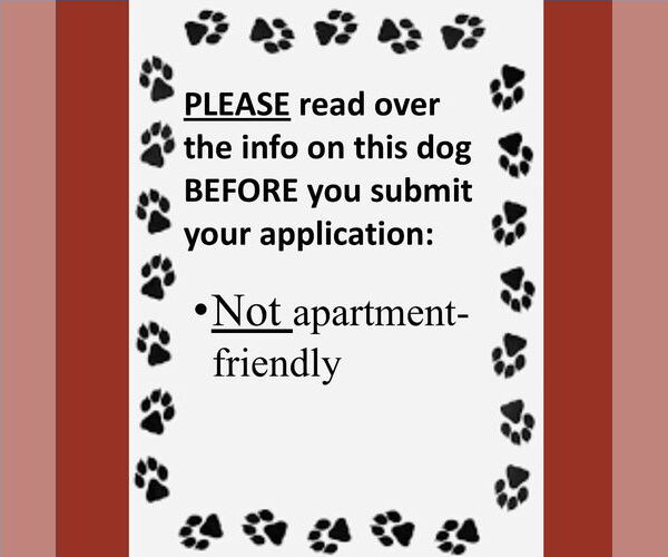 Medium Photo #4 Mutt Puppy For Sale in Fargo, ND, USA