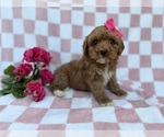 Small #4 Cavapoo (Miniature)