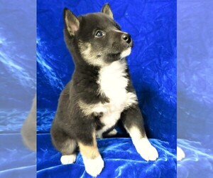 Shiba Inu Puppy for sale in NORWOOD, MO, USA