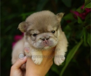 French Bulldog Puppy for sale in MURRIETA, CA, USA
