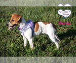 Small Photo #3 Doxle Puppy For Sale in Lee's Summit, MO, USA
