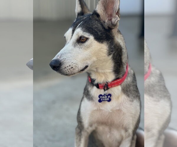 Medium Photo #3 Siberian Husky-Unknown Mix Puppy For Sale in Houston, TX, USA