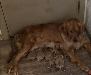 Golden Retriever Litter for sale in ROYSE CITY, TX, USA