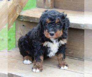 Bernedoodle-Poodle (Miniature) Mix Puppy for sale in STANLEY, WI, USA