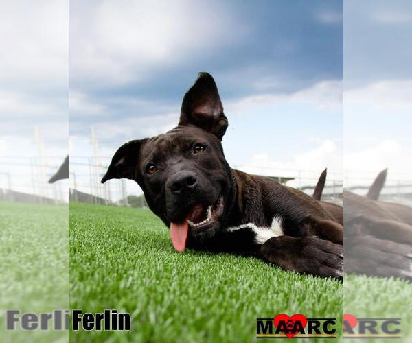 Medium Photo #10 Mutt Puppy For Sale in Maryville, TN, USA